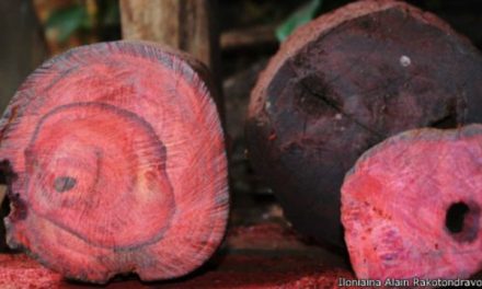 Madera de Palo de Rosa: El Tesoro de la Carpintería